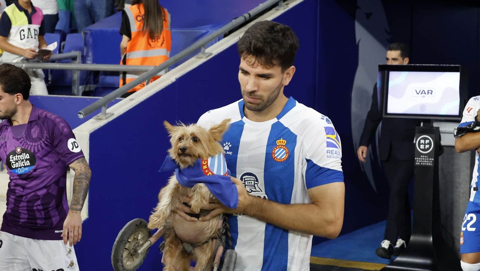 espanyol perros campaña